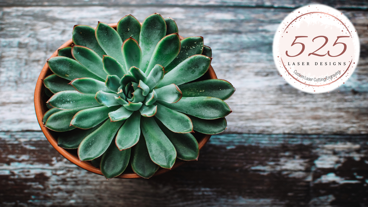 Succulent plant on a rustic wood background with the 525 Laser Designs Logo in corner